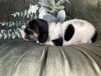 Brock, a male Miniature Dachshund for sale in Riverview, MI – 3 of 10