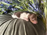 Shaggy, a male Miniature Dachshund for sale in Riverview, MI – 5 of 10