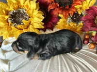 Ash, a male Miniature Dachshund for sale in Riverview, MI – 8 of 10