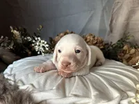 Casper, a male Miniature Dachshund for sale in Riverview, MI – 6 of 10