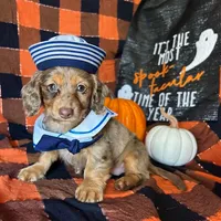 Misty, a female Miniature Dachshund for sale in Riverview, MI – 7 of 10