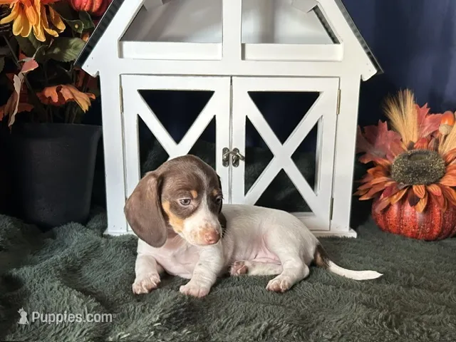 Velma  – Miniature Dachshund puppy on hold in Riverview, MI