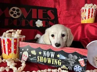 Appa, a male Miniature Dachshund for sale in Riverview, MI – Photo 7 of 10