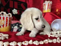 Appa, a male Miniature Dachshund for sale in Riverview, MI – Photo 5 of 10