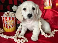 Appa, a male Miniature Dachshund for sale in Riverview, MI – Photo 1 of 10