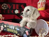 Appa, a male Miniature Dachshund for sale in Riverview, MI – Photo 4 of 10