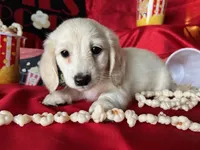 Appa, a male Miniature Dachshund for sale in Riverview, MI – Photo 3 of 10