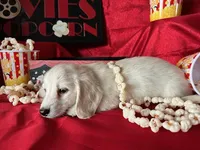 Appa, a male Miniature Dachshund for sale in Riverview, MI – Photo 8 of 10