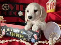 Appa, a male Miniature Dachshund for sale in Riverview, MI – Photo 2 of 10