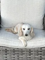 Appa, a male Miniature Dachshund for sale in Riverview, MI – Photo 9 of 10