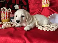 Appa, a male Miniature Dachshund for sale in Riverview, MI – Photo 6 of 10