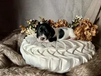 Brock, a male Miniature Dachshund for sale in Riverview, MI – 8 of 10