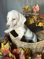 Casper, a male Miniature Dachshund for sale in Riverview, MI – 5 of 10