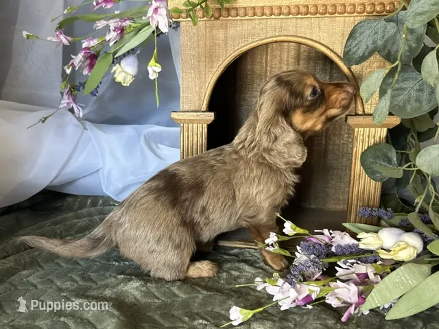 Misty – Miniature Dachshund puppy on hold in Riverview, MI