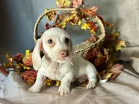 Casper, a male Miniature Dachshund for sale in Riverview, MI – 4 of 10