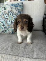 Shaggy, a male Miniature Dachshund for sale in Riverview, MI – 8 of 10