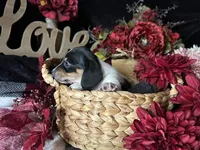 Fred (On Hold for Michael), a male Miniature Dachshund for sale in Riverview, MI – 8 of 10