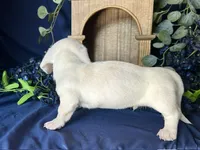 Casper, a male Miniature Dachshund for sale in Riverview, MI – 2 of 10