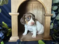 Velma , a female Miniature Dachshund for sale in Riverview, MI – 5 of 10