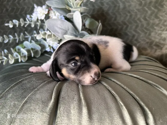 Brock – Miniature Dachshund puppy for sale in Riverview, MI