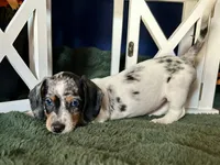 Daphne, a female Miniature Dachshund for sale in Riverview, MI – 7 of 10