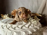Misty, a female Miniature Dachshund for sale in Riverview, MI – 3 of 10