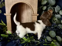 Shaggy, a male Miniature Dachshund for sale in Riverview, MI – 4 of 10