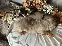 Misty, a female Miniature Dachshund for sale in Riverview, MI – 4 of 10