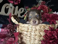 Shaggy, a male Miniature Dachshund for sale in Riverview, MI – 3 of 10