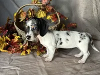 Daphne, a female Miniature Dachshund for sale in Riverview, MI – 8 of 10