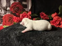 Casper, a male Miniature Dachshund for sale in Riverview, MI – 8 of 10