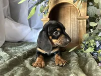 Ash, a male Miniature Dachshund for sale in Riverview, MI – 3 of 10