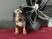Trade? AKC Full, a female Miniature Dachshund for sale in Riverview, MI – 3 of 6