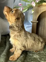 Misty, a female Miniature Dachshund for sale in Riverview, MI – 8 of 10