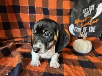Brock, a male Miniature Dachshund for sale in Riverview, MI – 9 of 10