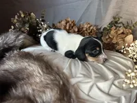 Fred, a male Miniature Dachshund for sale in Riverview, MI – 6 of 10