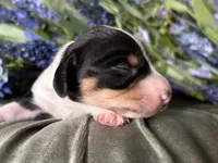 Fred, a male Miniature Dachshund for sale in Riverview, MI – 4 of 10