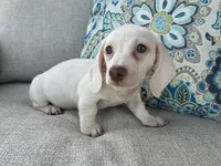 Casper, a male Miniature Dachshund for sale in Riverview, MI – 8 of 10
