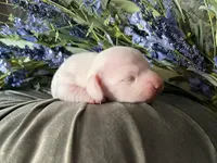 Casper, a male Miniature Dachshund for sale in Riverview, MI – 4 of 10