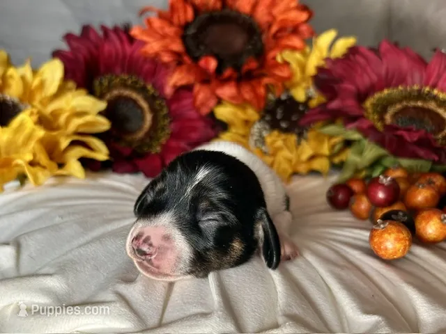 Brock – Miniature Dachshund puppy for sale in Riverview, MI