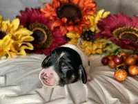 Brock, a male Miniature Dachshund for sale in Riverview, MI – 1 of 10