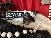 Ash, a male Miniature Dachshund for sale in Riverview, MI – 3 of 10
