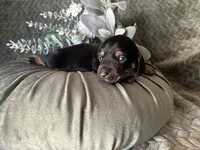 Ash, a male Miniature Dachshund for sale in Riverview, MI – 3 of 10