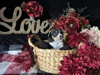 Fred (On Hold for Michael), a male Miniature Dachshund for sale in Riverview, MI – 4 of 10