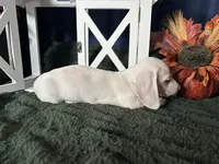 Casper, a male Miniature Dachshund for sale in Riverview, MI – 7 of 10