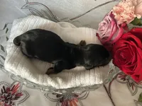 Ash, a male Miniature Dachshund for sale in Riverview, MI – 4 of 7