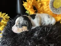 Daphne (On hold), a female Miniature Dachshund for sale in Riverview, MI – 2 of 10