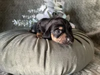 Ash, a male Miniature Dachshund for sale in Riverview, MI – 1 of 10