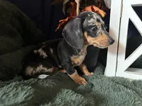 Beatrix, a female Miniature Dachshund for sale in Riverview, MI – 3 of 10
