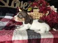 Velma, a female Miniature Dachshund for sale in Riverview, MI – 5 of 10